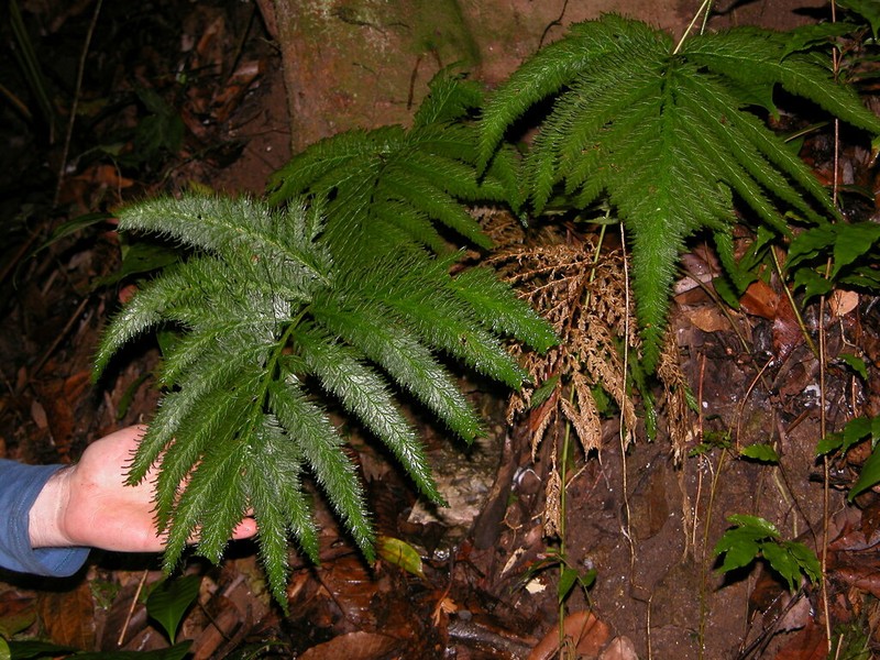 Selaginella haematodes photo 4
