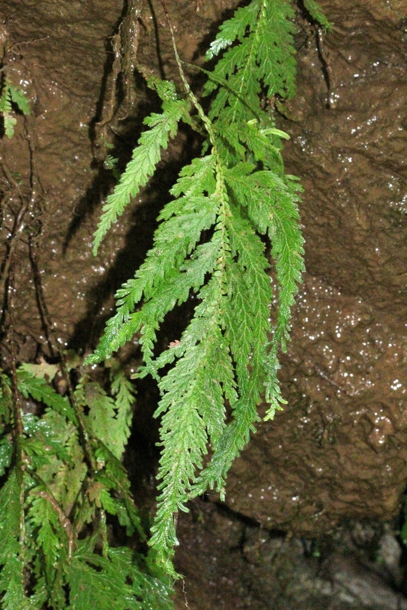 Selaginella haematodes photo 5