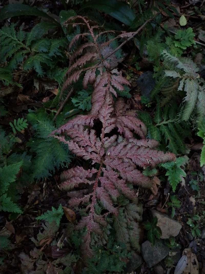Selaginella haematodes photo 6