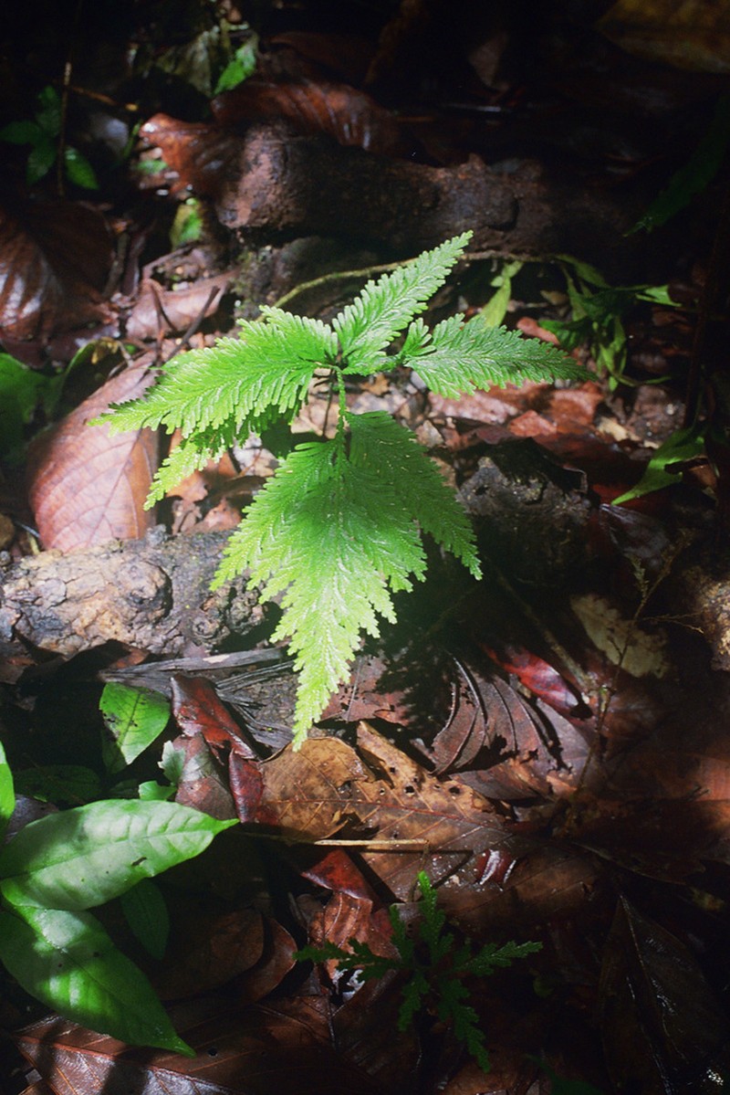 Selaginella haematodes photo 7
