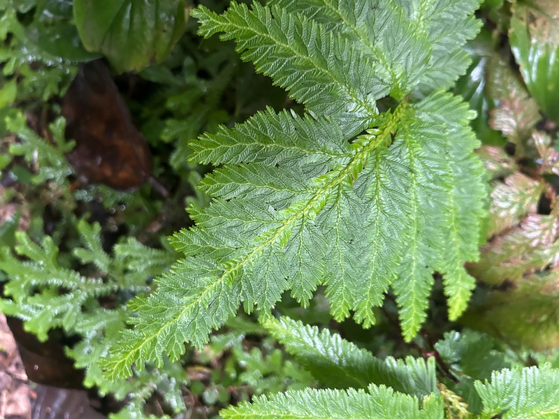 Selaginella haematodes photo 8