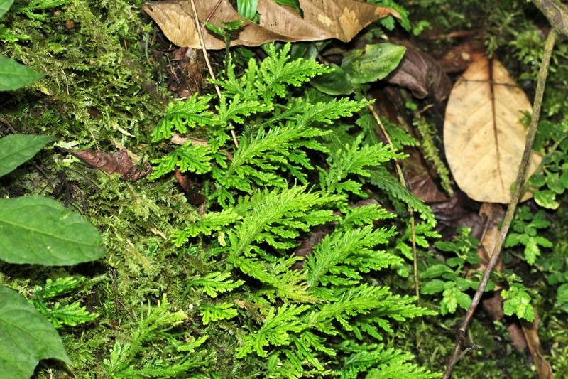 Selaginella haenkeana