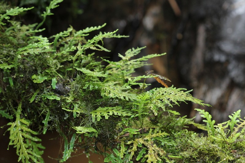Selaginella haenkeana photo 2