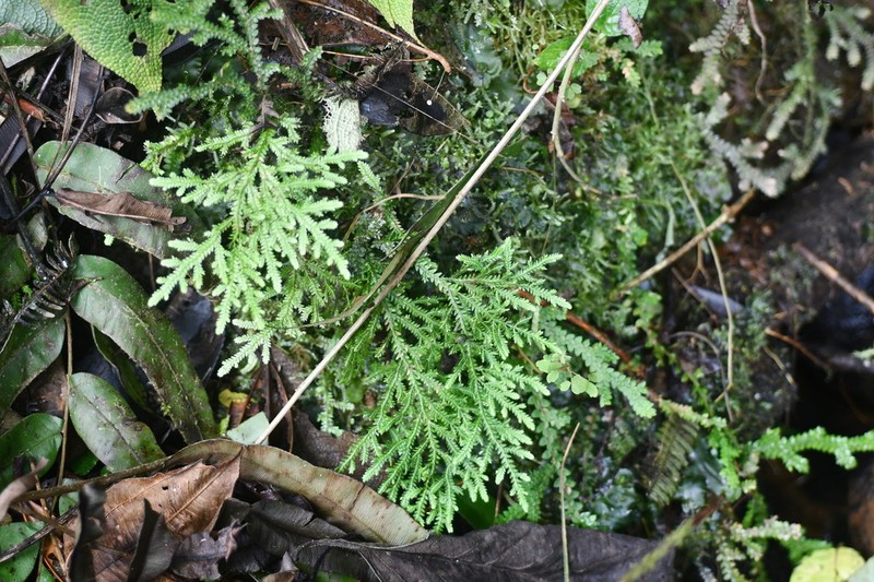 Selaginella haenkeana photo 3