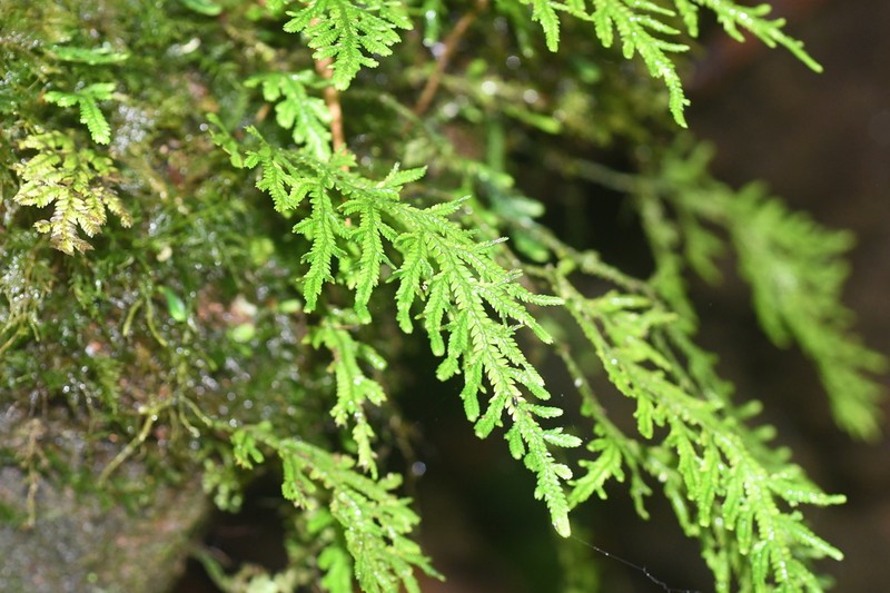 Selaginella haenkeana photo 4