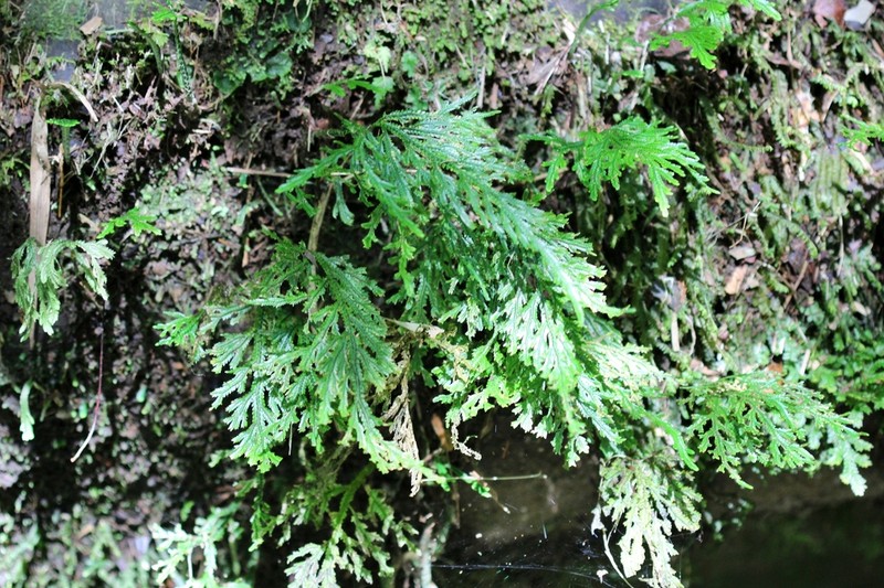 Selaginella haenkeana photo 5