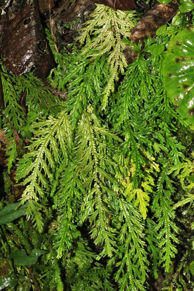 Selaginella haenkeana photo 6
