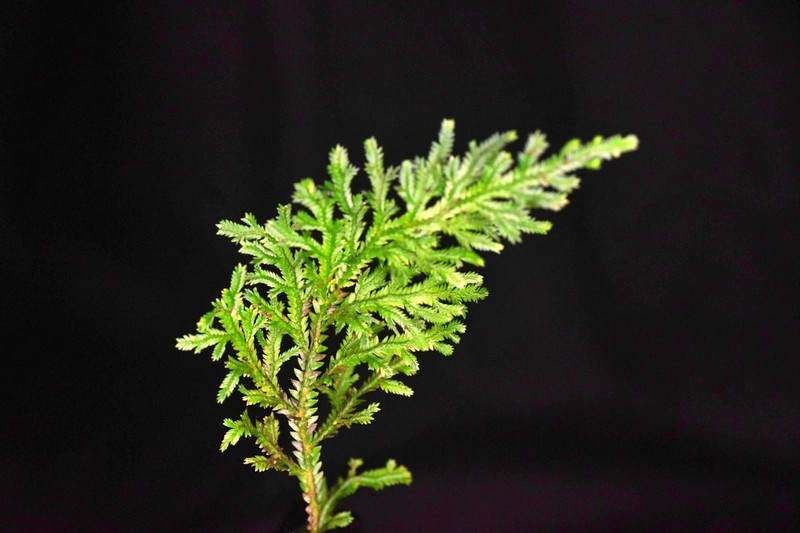 Selaginella haenkeana photo 7