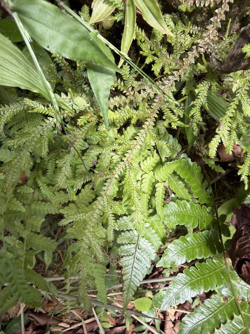 Selaginella haenkeana photo 8
