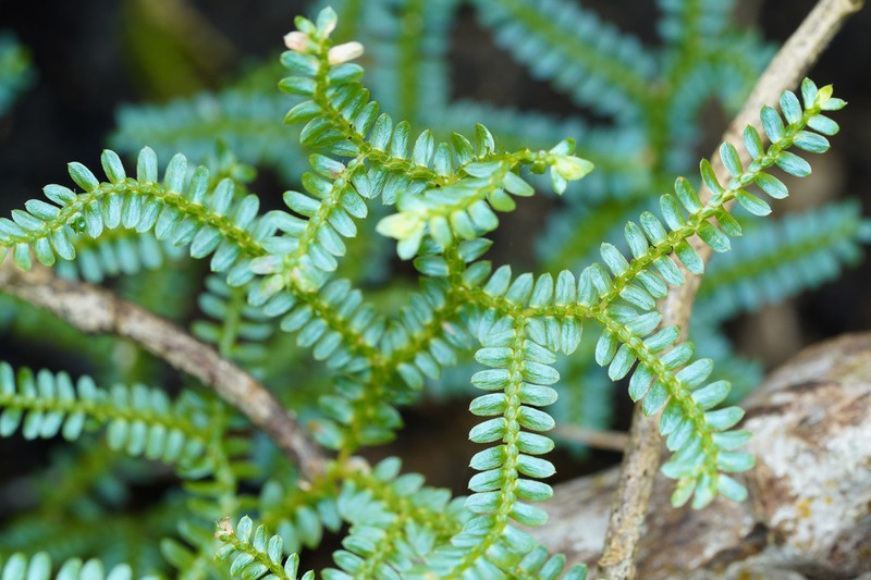 Selaginella hainanensis