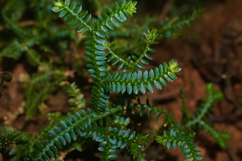Selaginella hainanensis photo 2