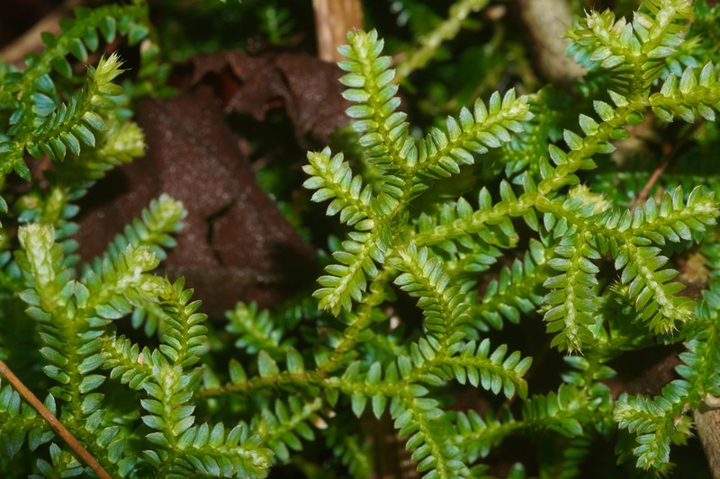 Selaginella hainanensis photo 3