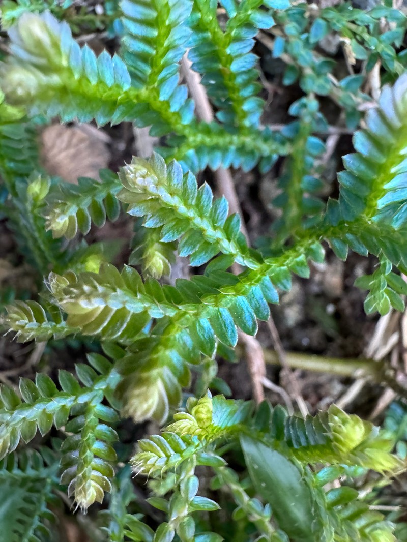 Selaginella hainanensis photo 4