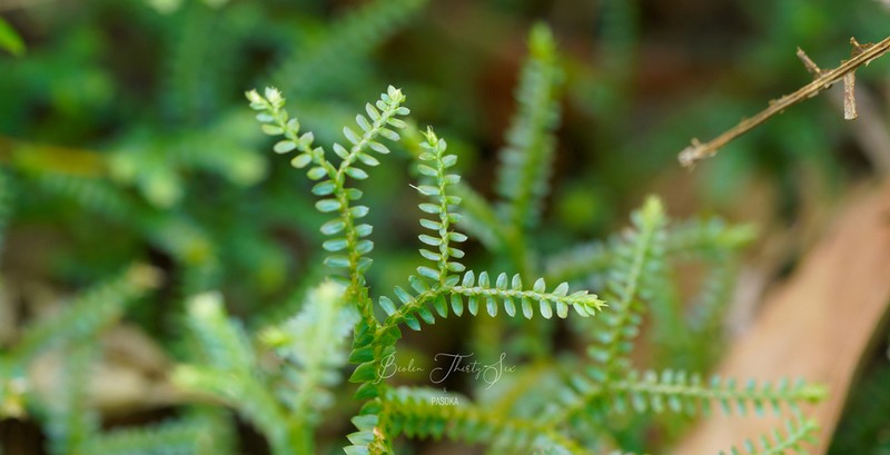 Selaginella hainanensis photo 5