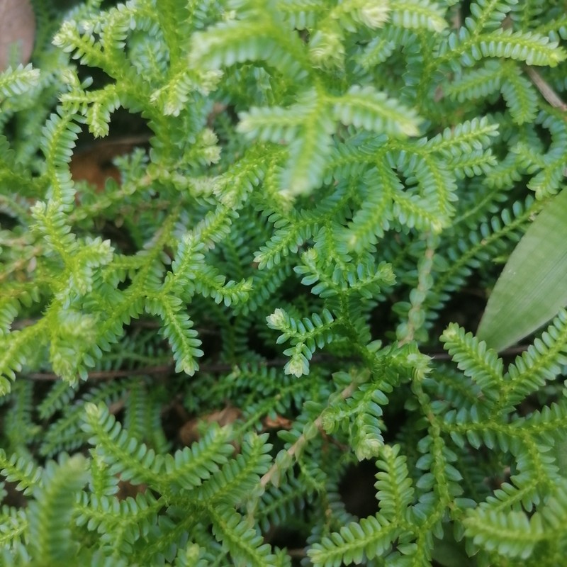 Selaginella hainanensis photo 6