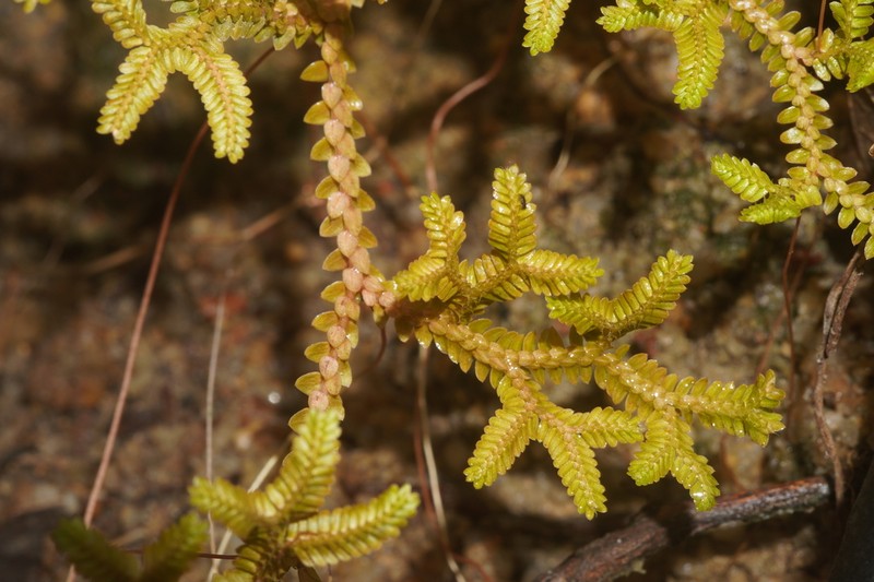 Selaginella hainanensis photo 7