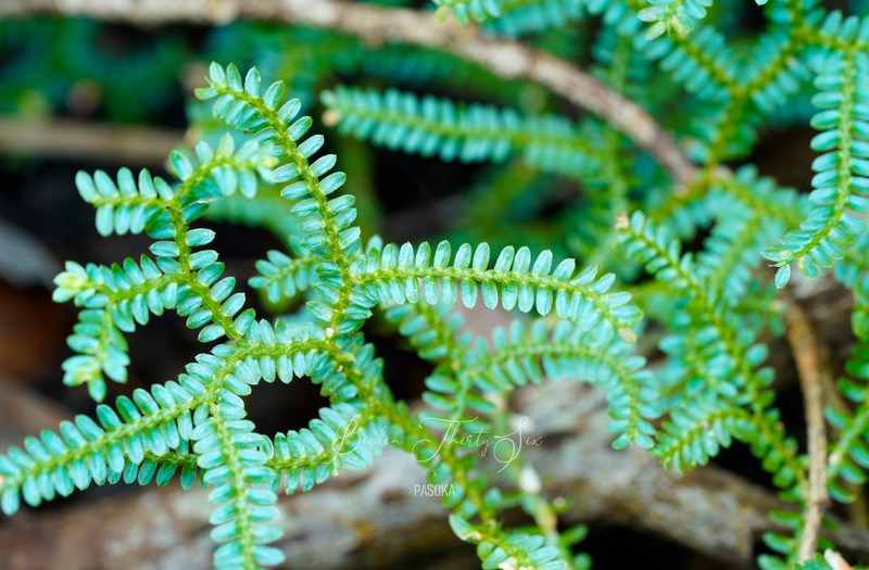 Selaginella hainanensis photo 8