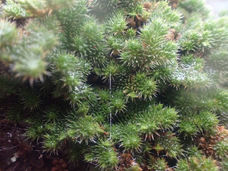 Hansen's Spikemoss photo 2