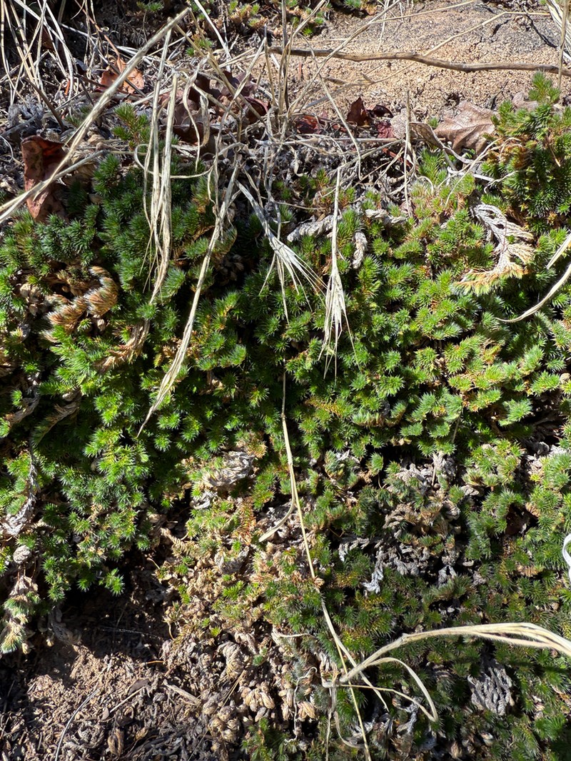 Hansen's Spikemoss photo 4