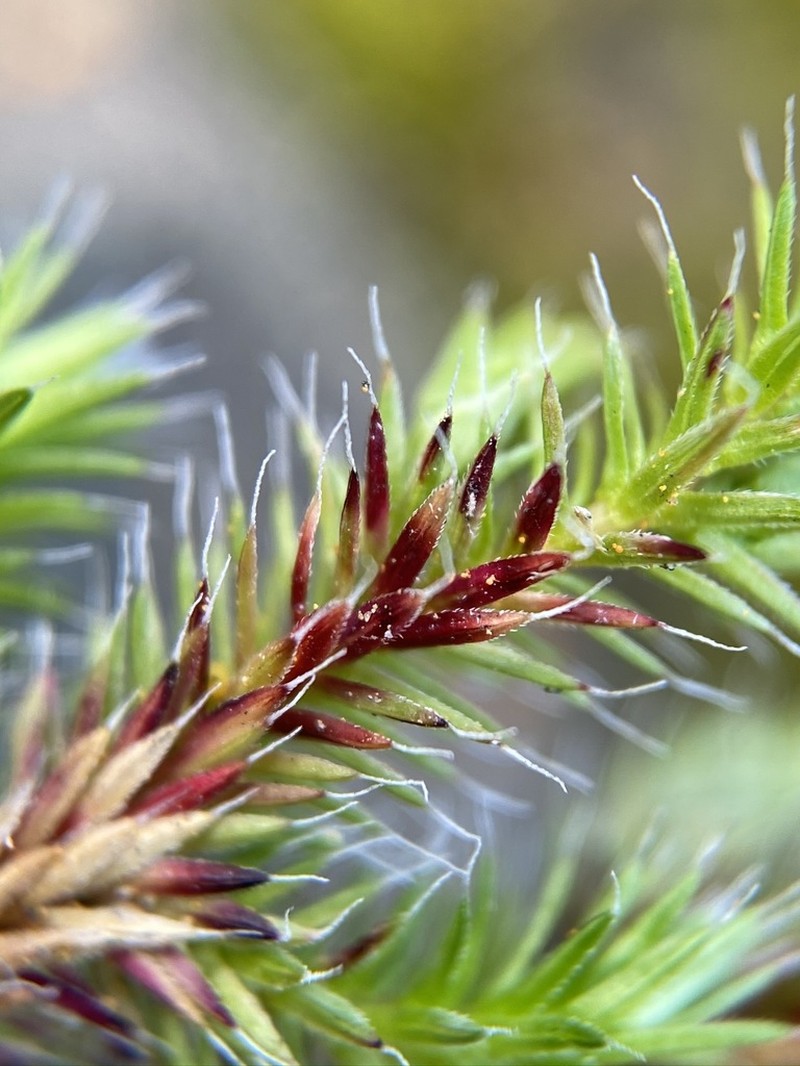 Hansen's Spikemoss photo 6