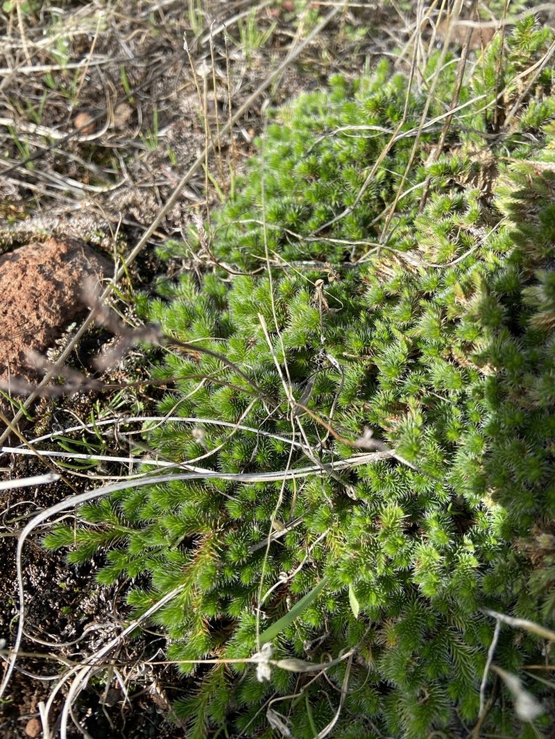 Hansen's Spikemoss photo 7