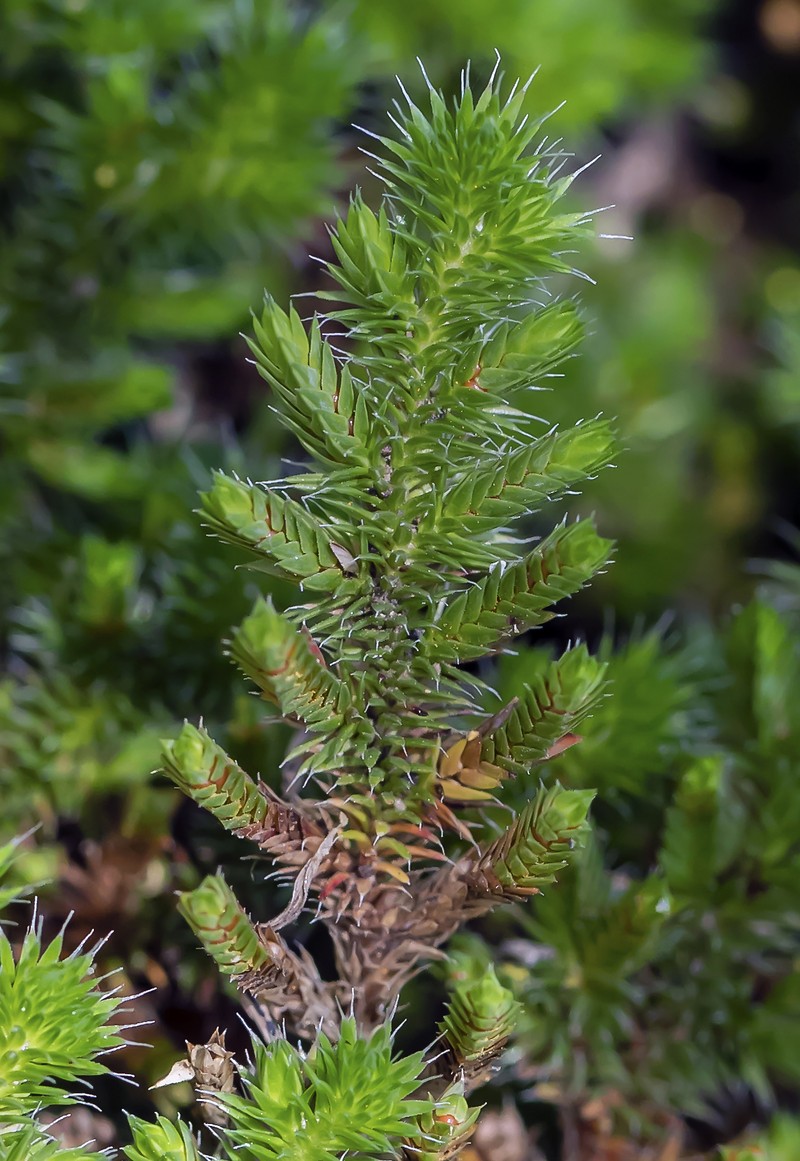 Hansen's Spikemoss
