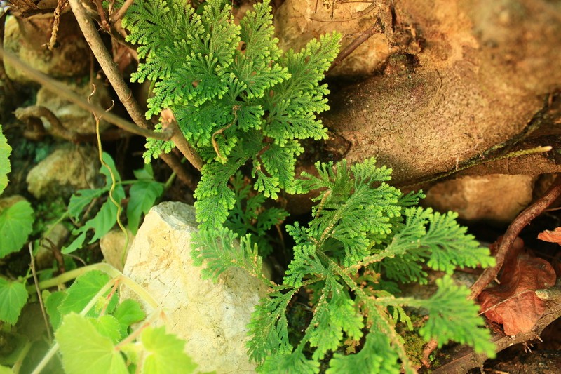 Selaginella harrisii