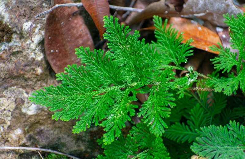 Selaginella harrisii photo 2