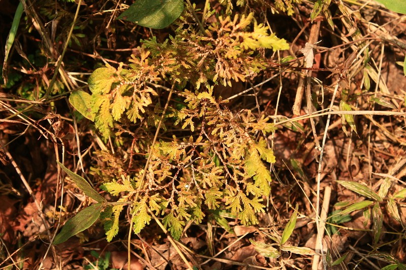 Selaginella harrisii photo 3
