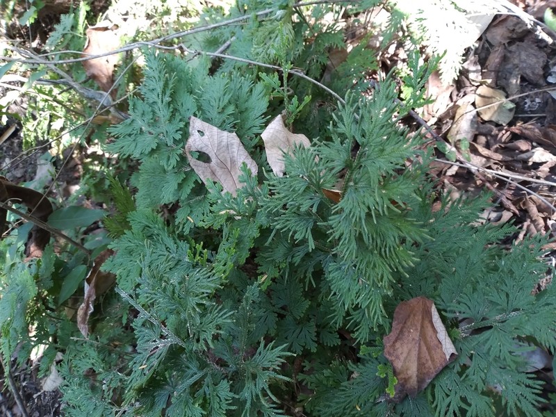 Selaginella harrisii photo 4