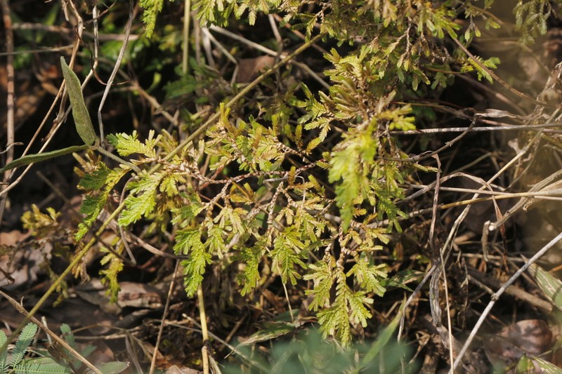 Selaginella harrisii photo 5