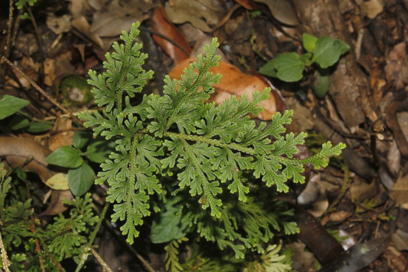 Selaginella harrisii photo 6