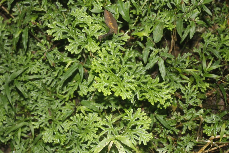 Selaginella harrisii photo 7