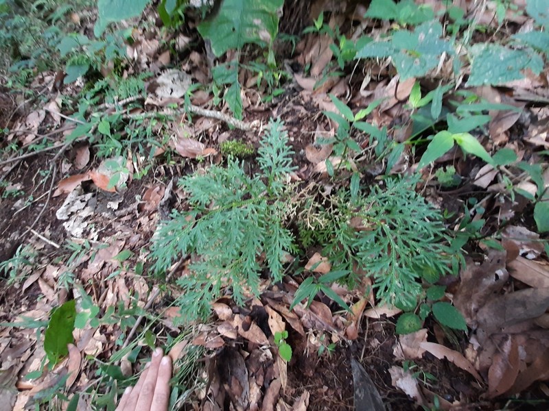 Selaginella harrisii photo 8