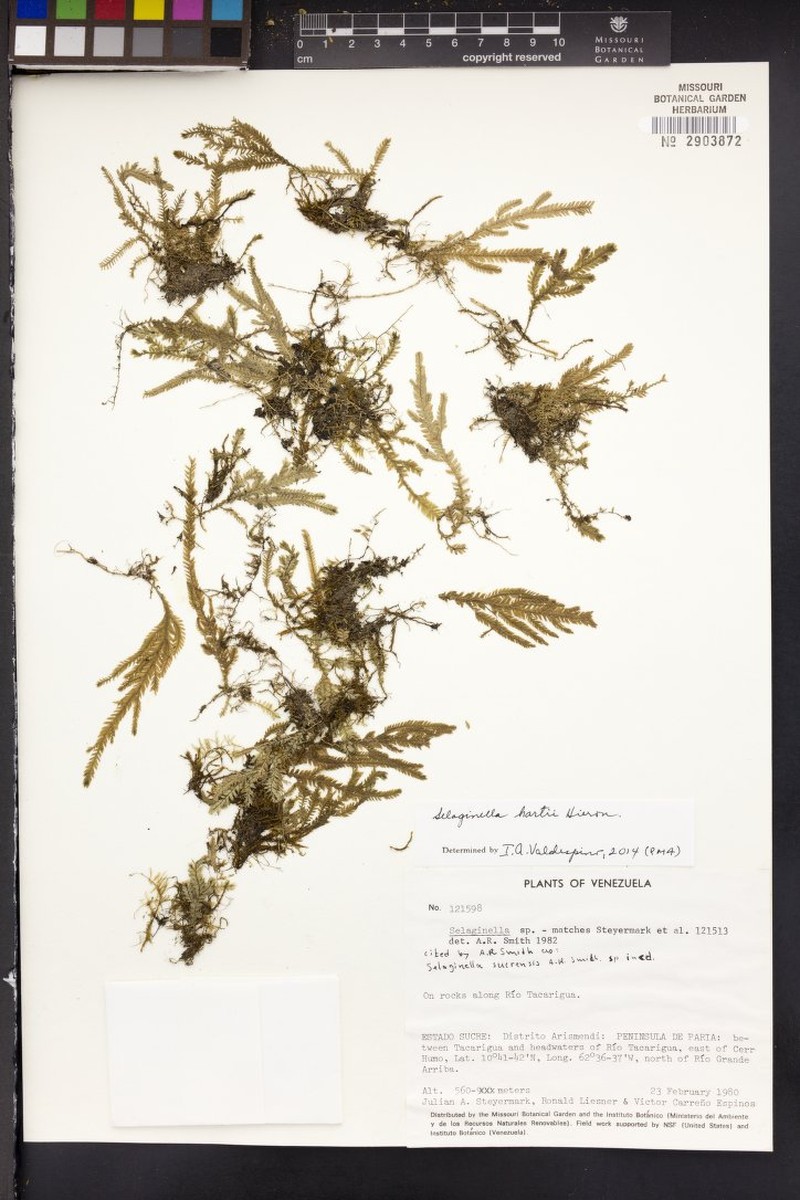 Selaginella hartii