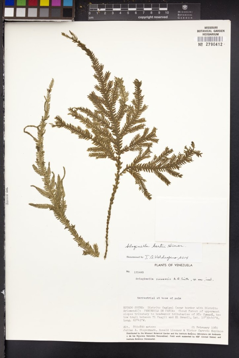 Selaginella hartii photo 2