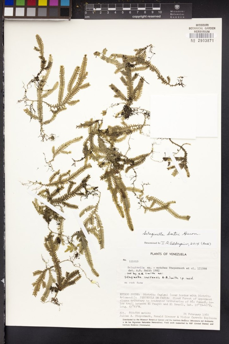 Selaginella hartii photo 3