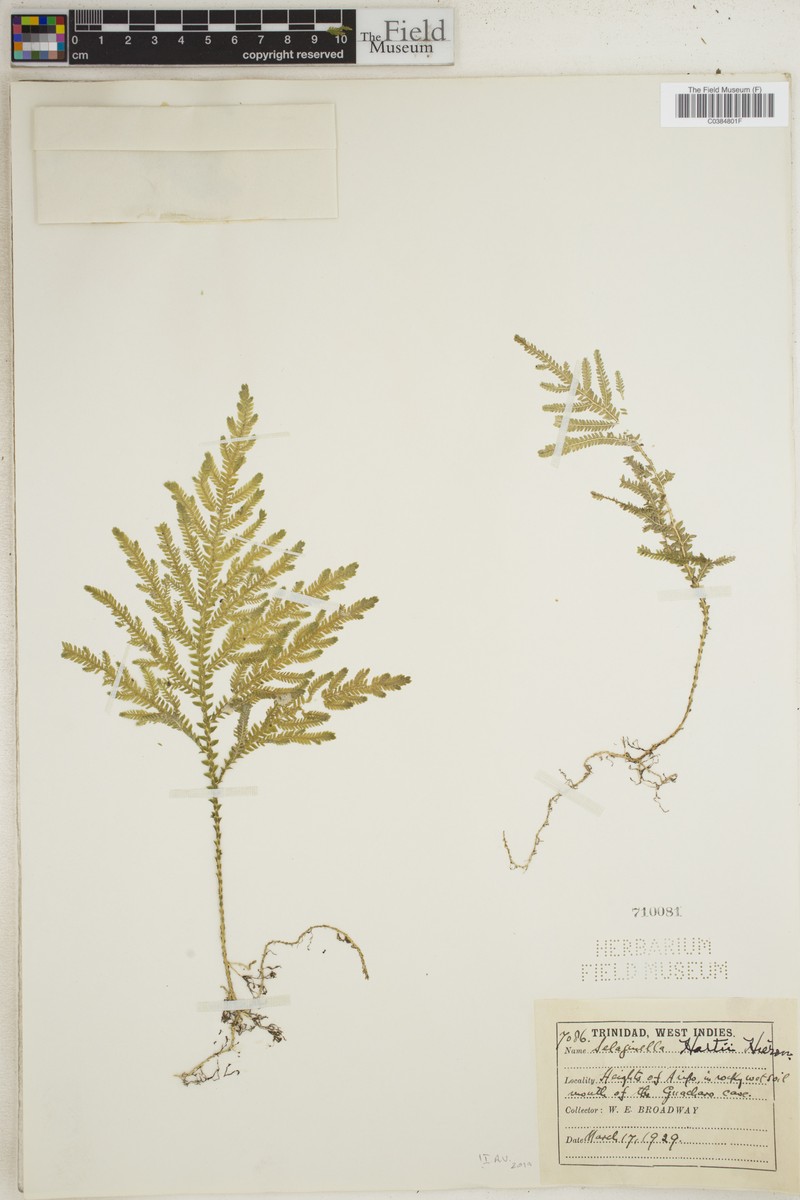 Selaginella hartii photo 4