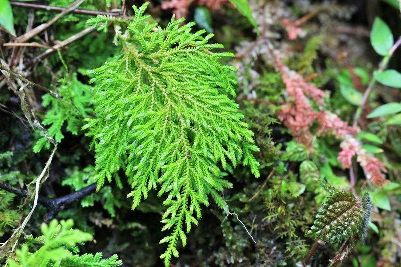 Selaginella hartwegiana