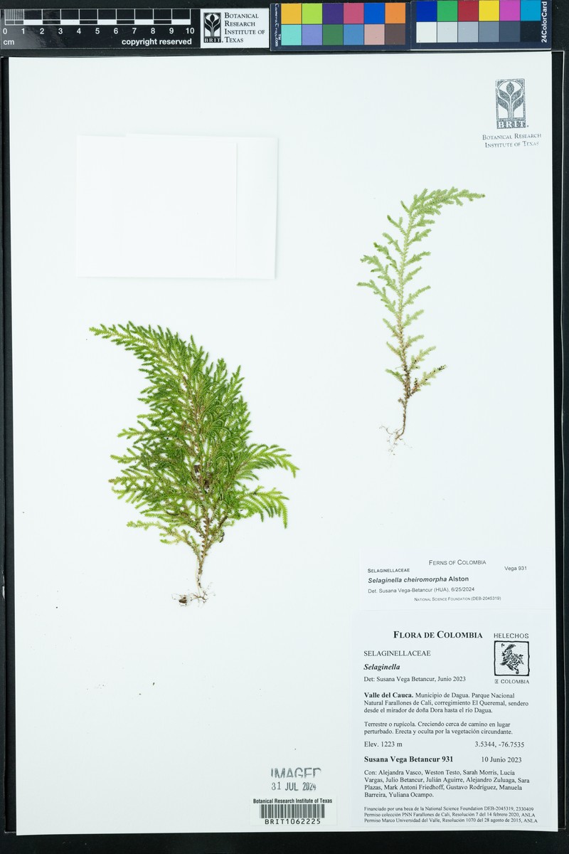 Selaginella hartwegiana photo 2