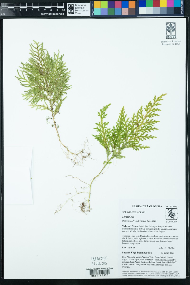 Selaginella hartwegiana photo 3