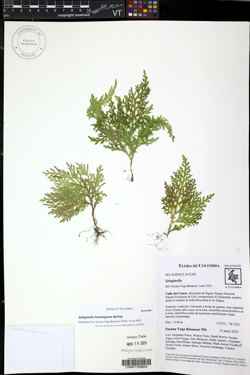 Selaginella hartwegiana photo 4