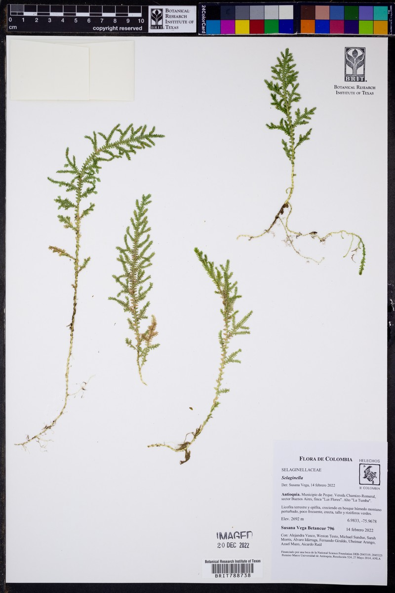 Selaginella hartwegiana photo 5