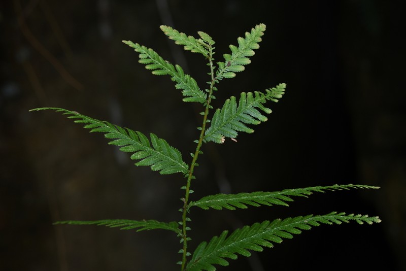 Selaginella helferi