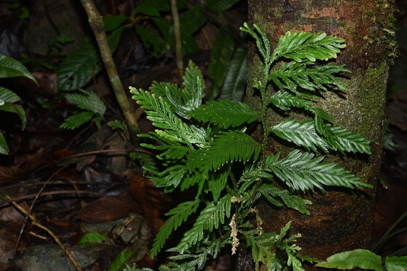 Selaginella helferi photo 2