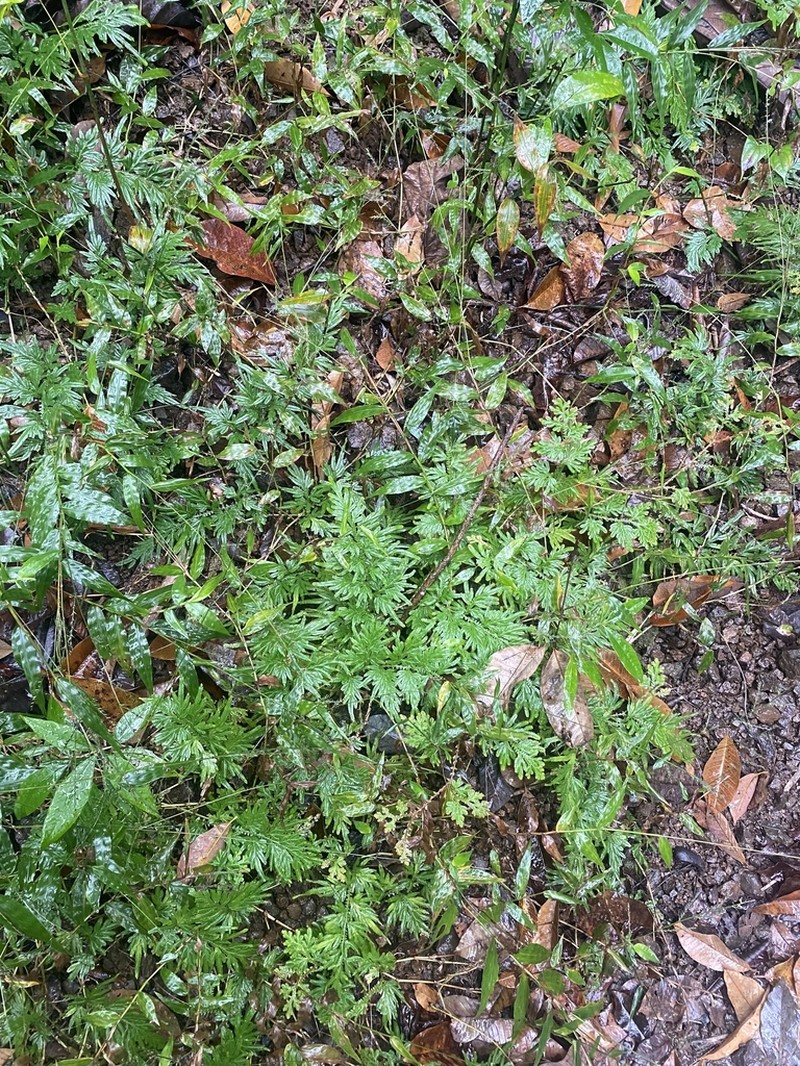 Selaginella helferi photo 3