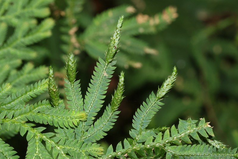 Selaginella helferi photo 4
