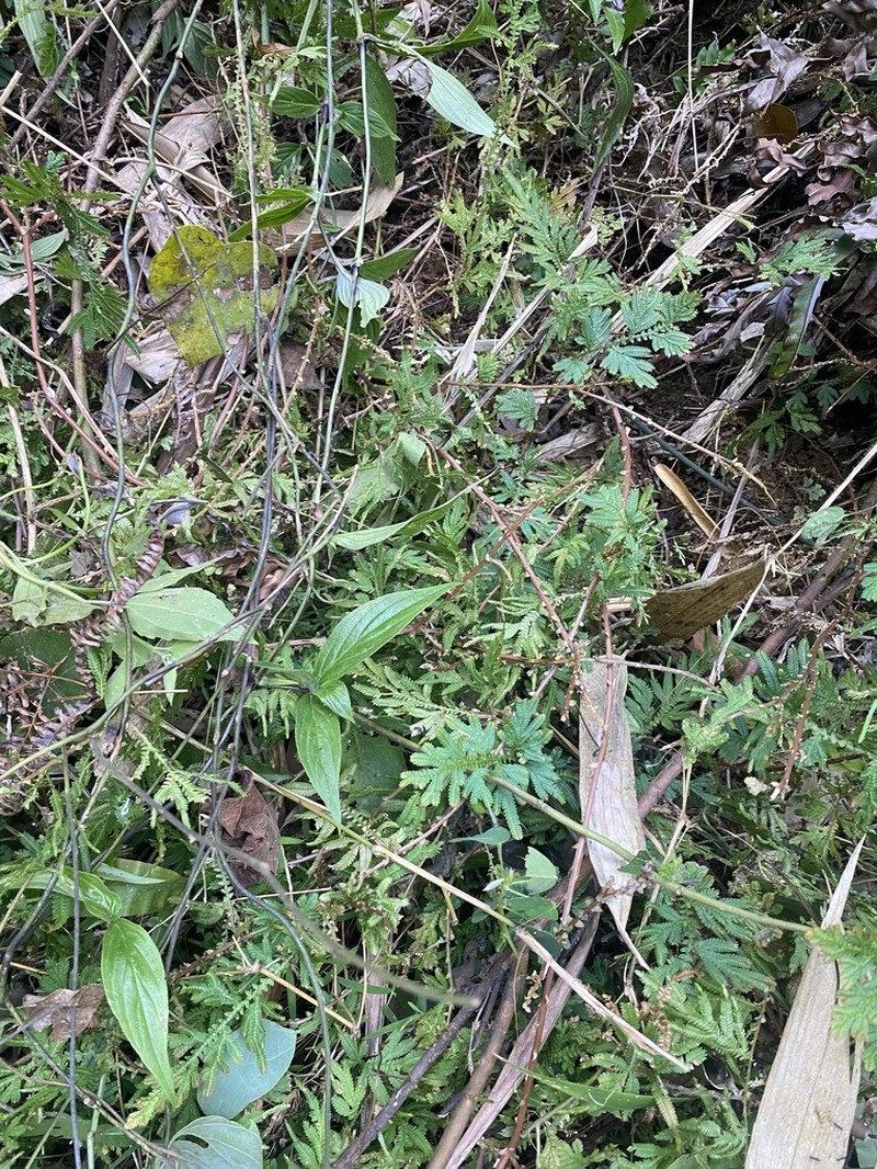 Selaginella helferi photo 5