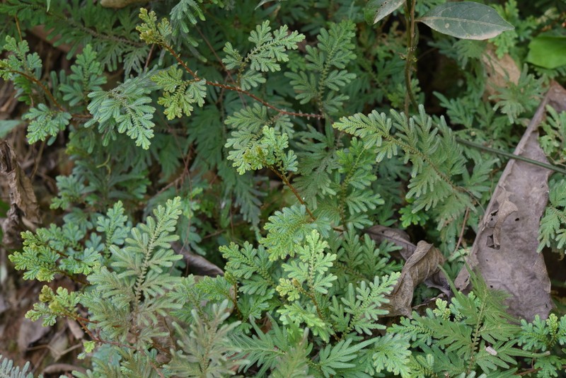 Selaginella helferi photo 6