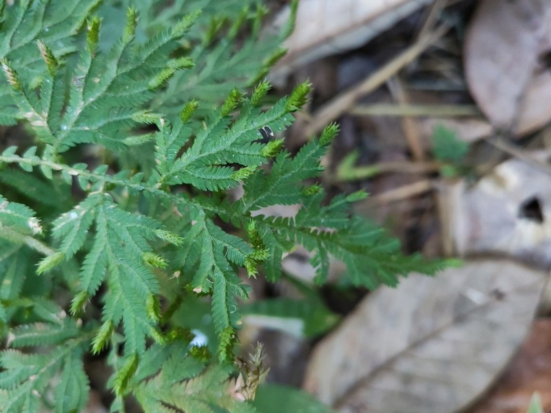 Selaginella helferi photo 7